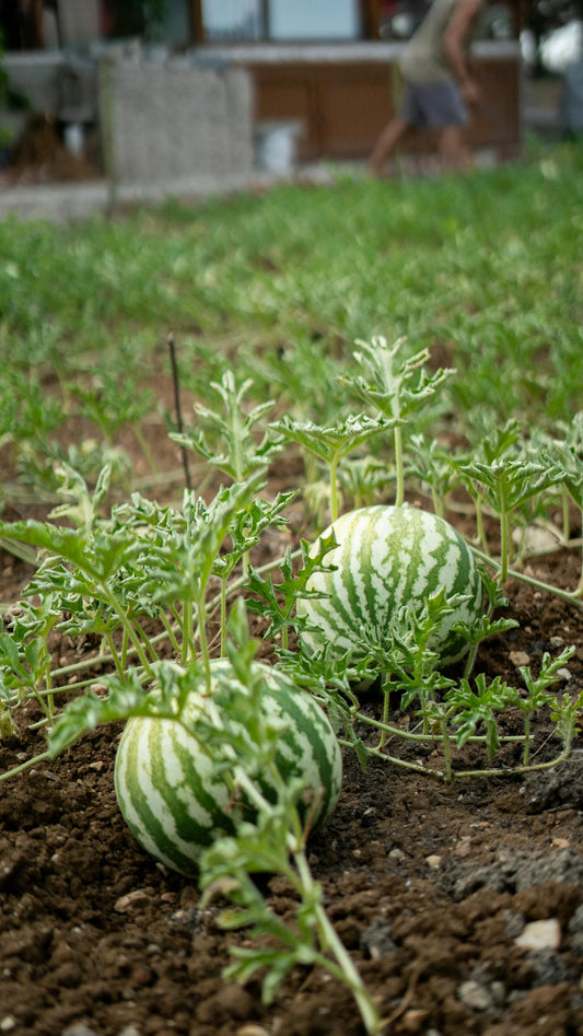 Güneydoğu Anadolu Bölgesi - Baharatın ve Tatlının Başkenti
