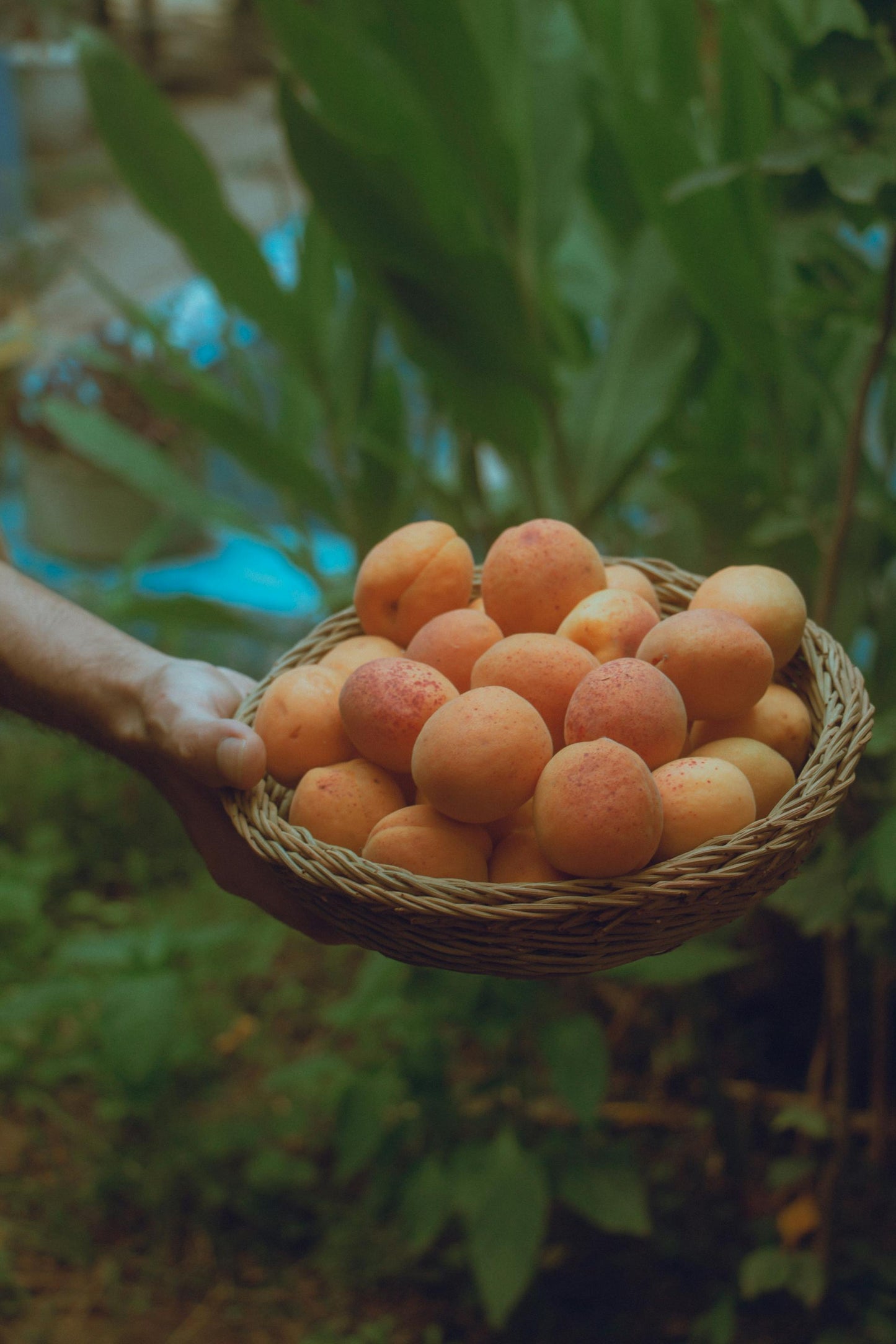 Doğu Anadolu Bölgesi - Kadim Tahıllar ve Etin Gücü
